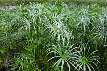 Cyperus involucratus plant in pond