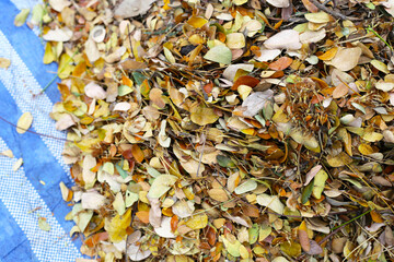 Brown dried leaves of rain tree. Dried leaves for composting