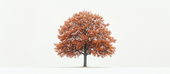 Solitary chestnut tree with vibrant orange leaves centered on white background showcasing its distinct features and serene atmosphere