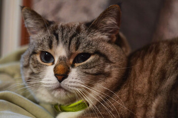 A close-up of a calm cat with striking gray and white fur, showcasing its expressive eyes and gentle demeanor. The soft background adds to the tranquil atmosphere.