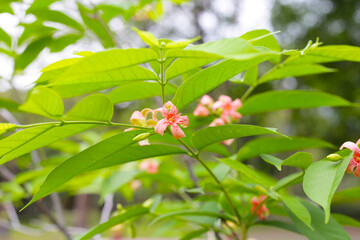 Wrightia hybrid flower with green leaves
