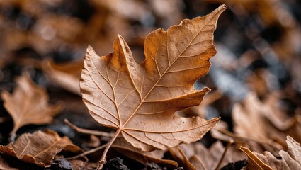 Close-up of a dry brown maple leaf resting on a bed of fallen leaves in an outdoor setting during autumn season