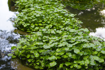 Centella asiatica (gotu kola). Raindrops on leaves