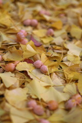 秋　イチョウの落ち葉と銀杏