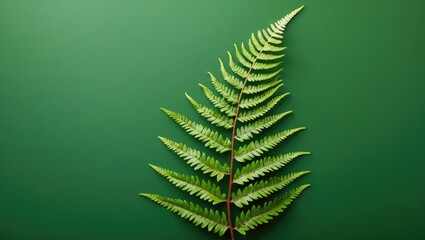 Lush green fern leaf gracefully laid against a vibrant green backdrop showcasing nature's beauty and texture in botanical design.