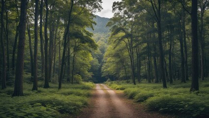 Lush Green Forest Pathway in National Park with Tranquil Atmosphere and Copy Space for Text or Design Elements