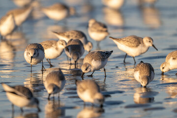 Bécasseau sanderling (Calidris alba - Sanderling)