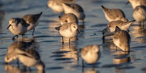 Bécasseau sanderling (Calidris alba - Sanderling)
