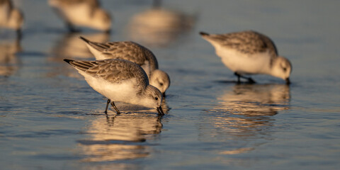Bécasseau sanderling (Calidris alba - Sanderling)