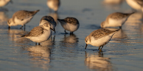 Bécasseau sanderling (Calidris alba - Sanderling)