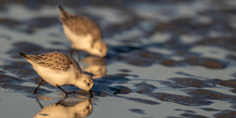 Bécasseau sanderling (Calidris alba - Sanderling)