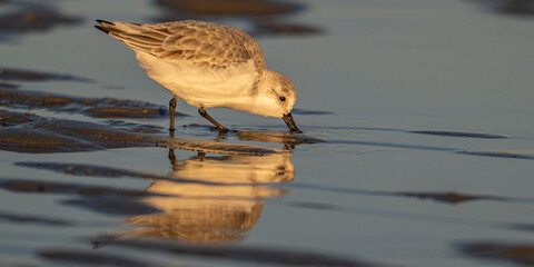 Bécasseau sanderling (Calidris alba - Sanderling)