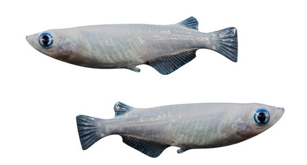 Medaka fish isolated on white