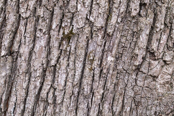 Fototapeta premium Tree bark as texture, background