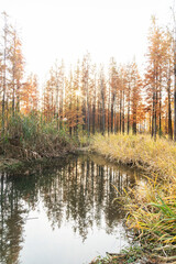 Beautiful colorful forest landscape in autumn season