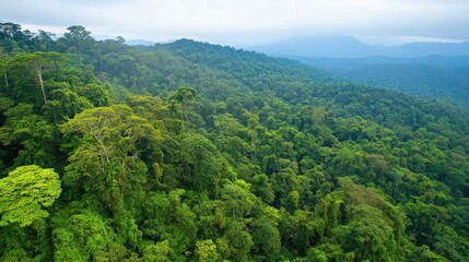 Spring or summer green forest themes are suitable for website display, environmental and ecological protection publicity, education and scientific research materials.