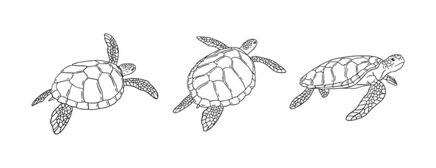 Stripes sea turtle swimming. realistic sea turtle doodle hand drawn isolated line black icon 