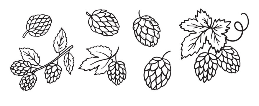 Hand drawn Hops doodle hand drawn icon set. Outline drawing hop branch with leaves and cones for beer line clipart symbol collection.