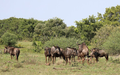 Streifengnu / Blue wildebeest / Connochaetes taurinus.