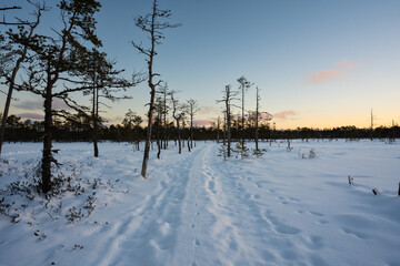 Silent morning at Viru Bog, Estonia: a snowy landscape with a lonely path receding into the distance, surrounded by sparse pines, firs, spruces, and dry trunks under the soft colors of dawn.