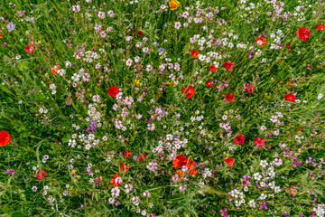 A lush, colorful summer meadow filled with blooming wildflowers, creating a perfect habitat for bees and insects in a thriving garden