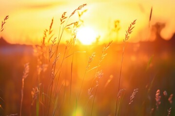 Beautiful sunset over a grassy field illuminating the landscape with warm hues and shadows. Generative AI