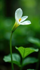 Fototapeta premium Delicate white petals unfurl on Rabelera stems, white, forestfloor