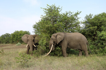 Fototapeta premium Afrikanischer Elefant / African elephant / Loxodonta africana