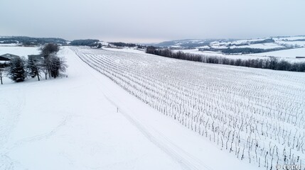 Aerial view of snowy orchard, winter landscape. Possible use Stock photo for winter themes, nature, or agriculture