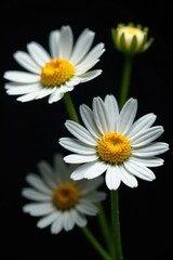 Macro shot of chamomile blooms on black background, showcasing intricate details, bloom, color, macro photography