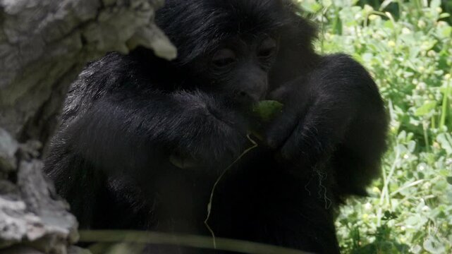 Siamang Eating in Slow Motion