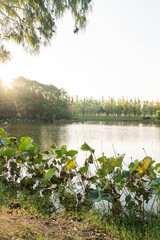 Lush greener around the pond in the park