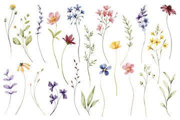 Flowers and leaves set, floral watercolor illustration for greeting card, invitation and other printing design. Isolated on white. Hand drawing.