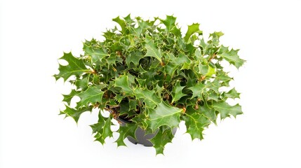 Obraz premium Lush Holly Oak Tree Foliage with Sharp Leaves Isolated on White Background for Nature and Botany Themes