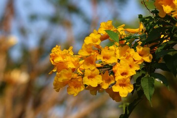 yellow autumn leaves