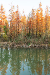 Beautiful colorful forest landscape in autumn season