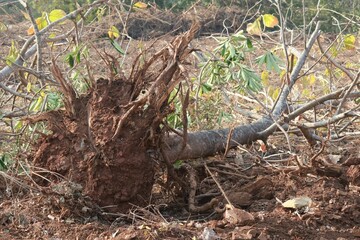 dead tree in the forest