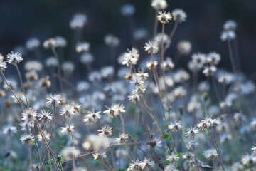 wild flowers in the morning