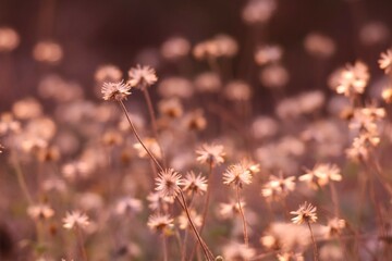 grass in the morning sun