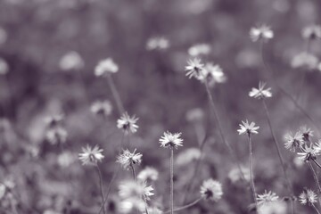 white flowers in the snow