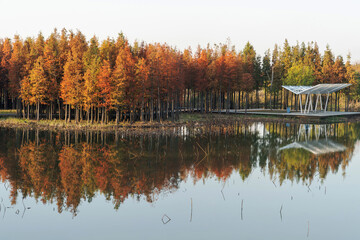 Beautiful colorful forest landscape in autumn season