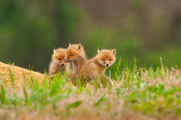 Three young red fox kits sit outside their den in a horse pasture