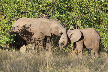 Afrikanischer Elefant / African elephant / Loxodonta africana