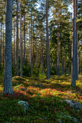 Obraz premium Magical fairytale forest in subrise. Forest covered of green moss. Forest therapy and stress relief.