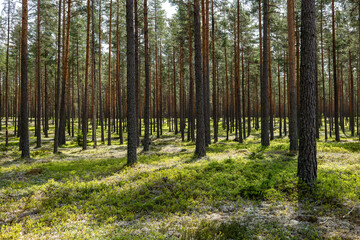 Fototapeta premium Magical fairytale forest in subrise. Forest covered of green moss. Forest therapy and stress relief.