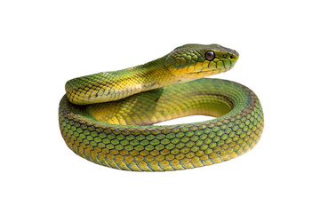 A tightly coiled green snake with yellow and brown highlights, head raised as if observing surroundings, scales glistening, isolated on a transparent background