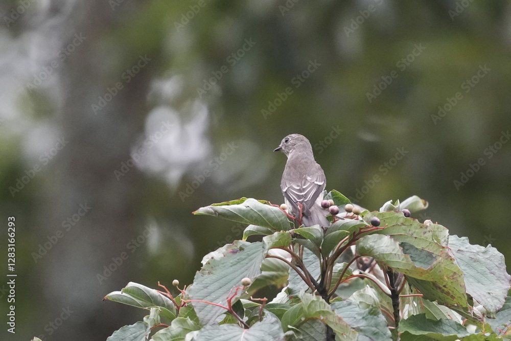 Canvas Prints grey streaked flycatcher in a forest