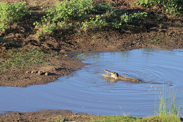 Nilkrokodil / Nile crocodile / Crocodylus niloticus