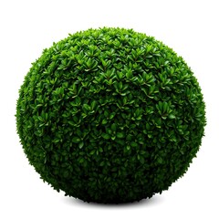 Lush Green Foliage Forms Perfect Sphere Shape