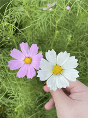 pink white flower in the hand
